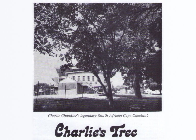 The story of Charlie’s Tree